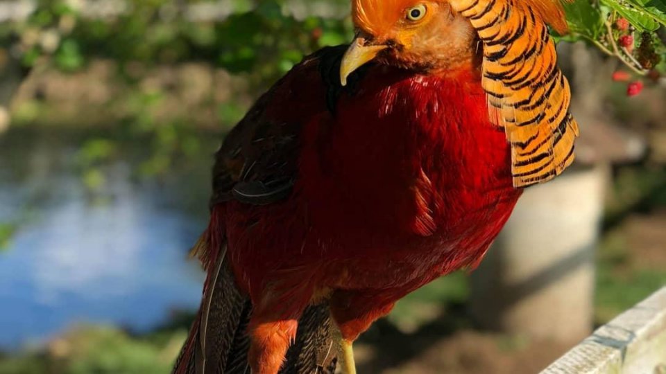 Recantos Coloniais de Antônio Prado - Foto 17