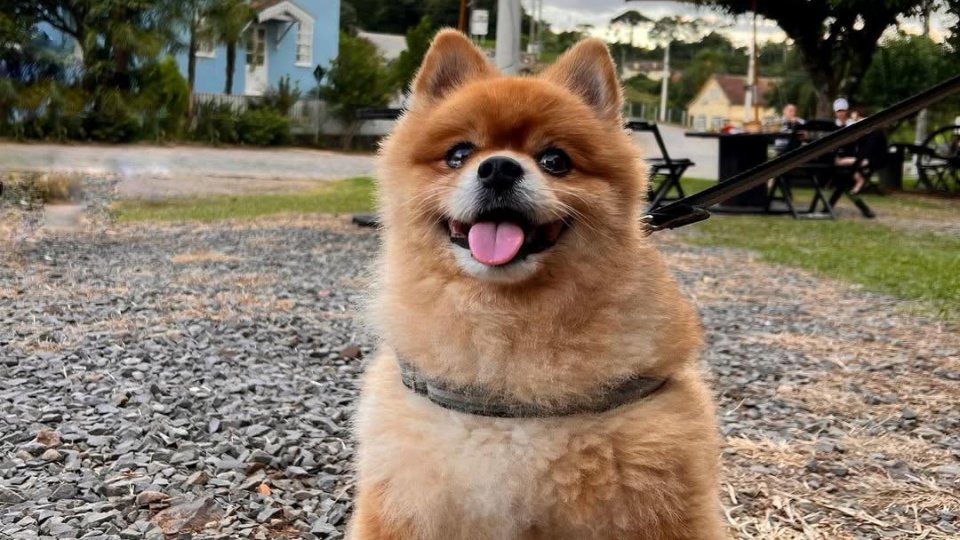 Antônio Prado: Um Retorno ao Passado com o Autêntico Filó - Foto 33