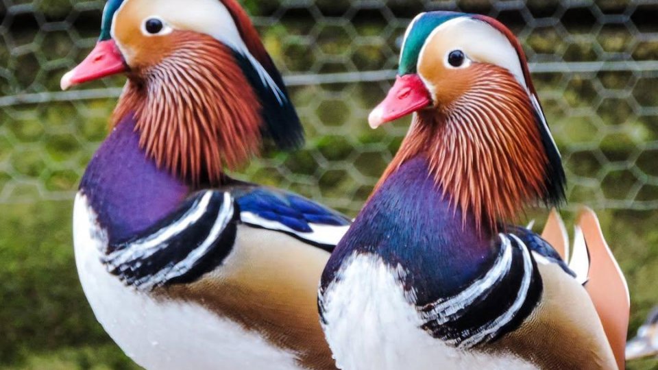 Antônio Prado: Um Retorno ao Passado com o Autêntico Filó - Foto 3