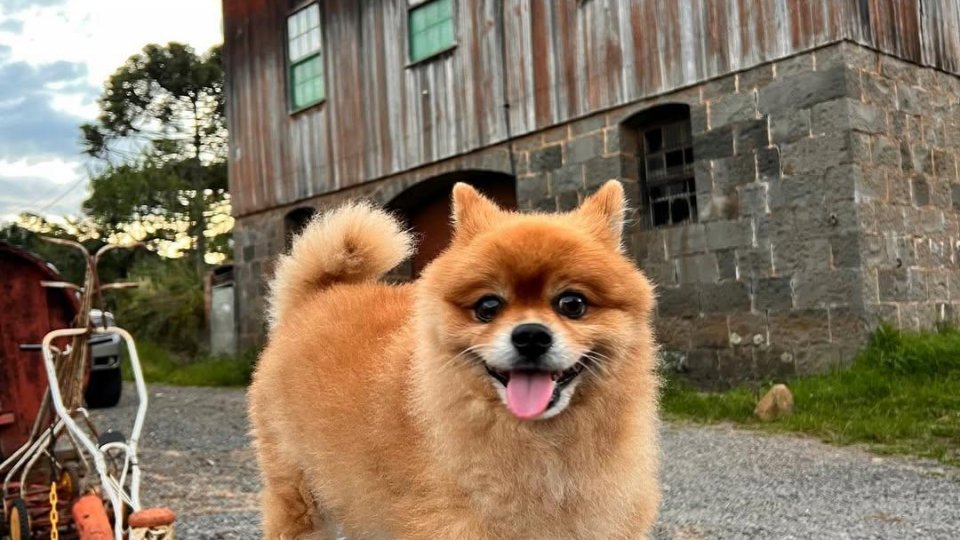 Antônio Prado: Um Retorno ao Passado com o Autêntico Filó - Foto 7