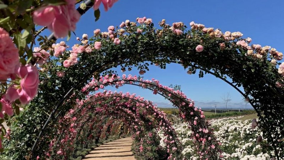 Mátria e São Francisco de Paula - Foto 5