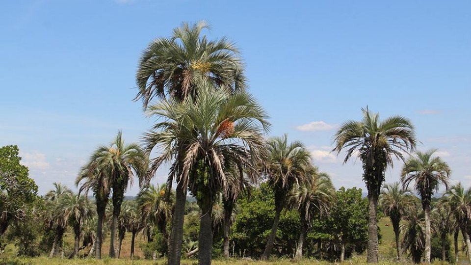 Rota dos Butiazais - Tapes/RS - Foto 1