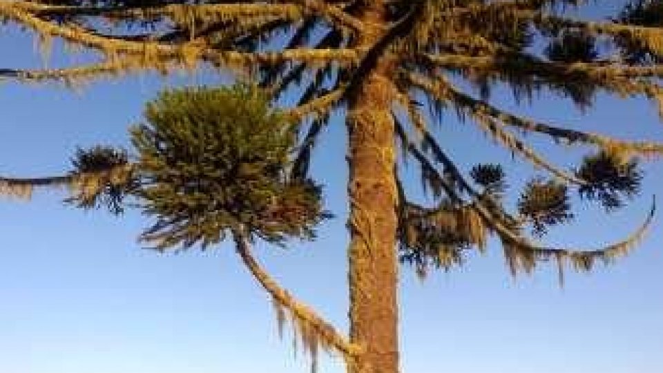 Mátria e São Francisco de Paula - Foto 8