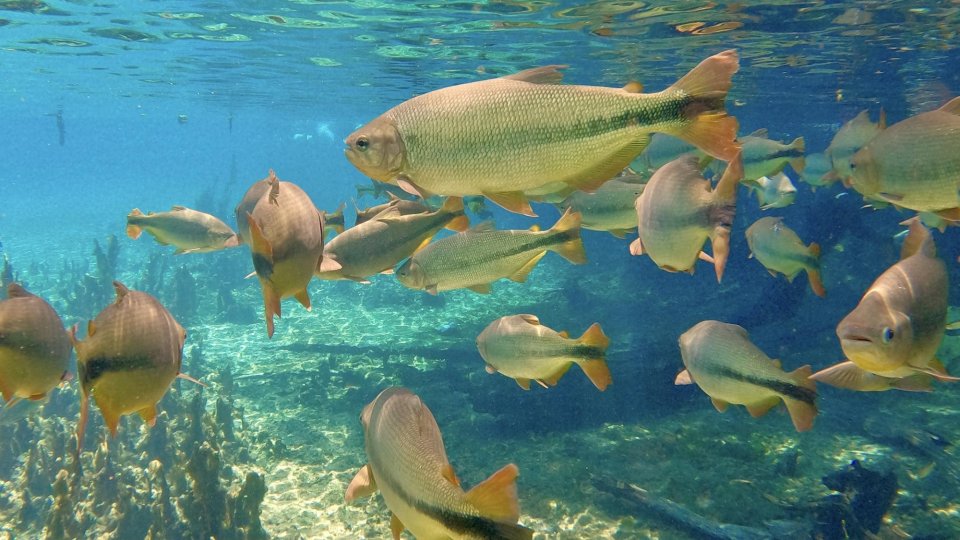 Bonito e Pantanal - Foto 6